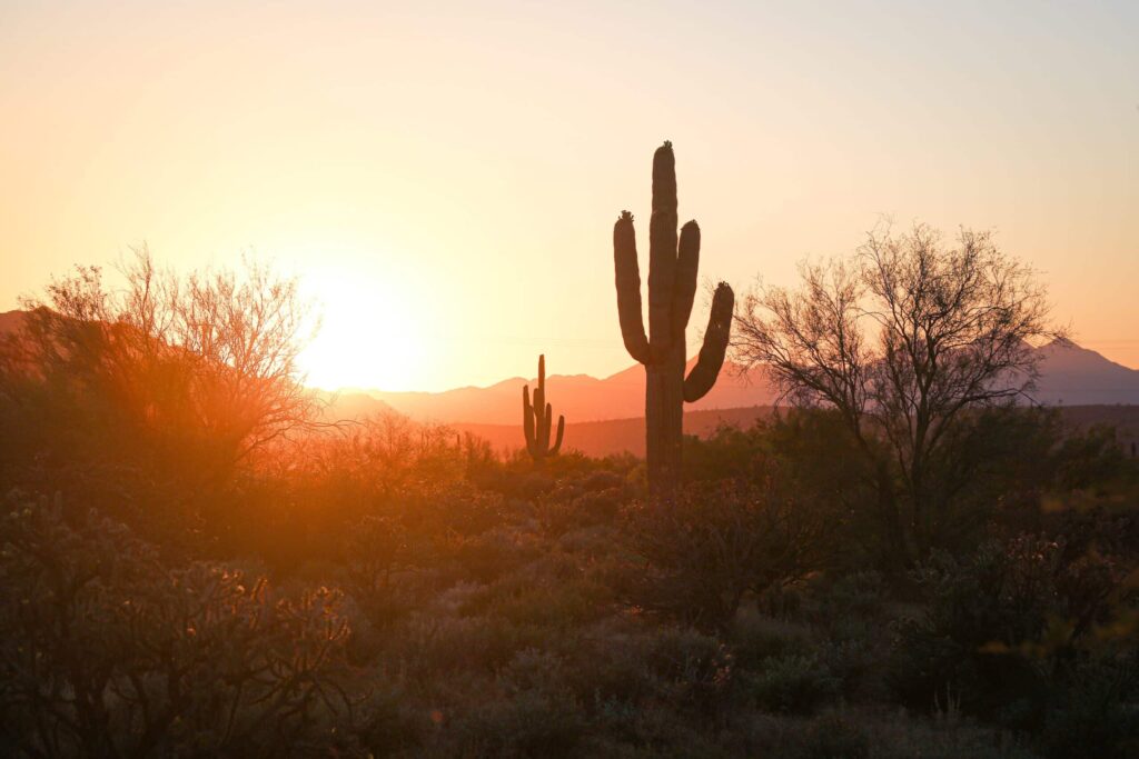 cactus in front of a sunset