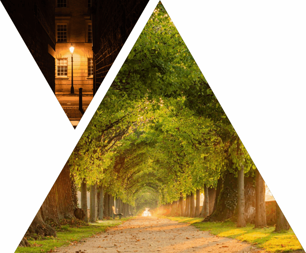 a path with a thick tree canopy